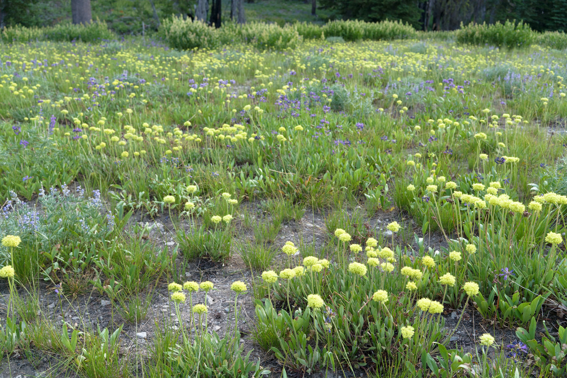 “Let’s go exploring,” I propose.I count on these natural experiences to transcend the day-to-day, to reveal how ephemeral our concerns are next to surrounding stone titans, lifted from the dawn of time toward the dark dome of lights that have burned a billion years.But to Brenna, the mountains and sky are but a small part of a world lately upended; all she has ever known seems cast asunder.