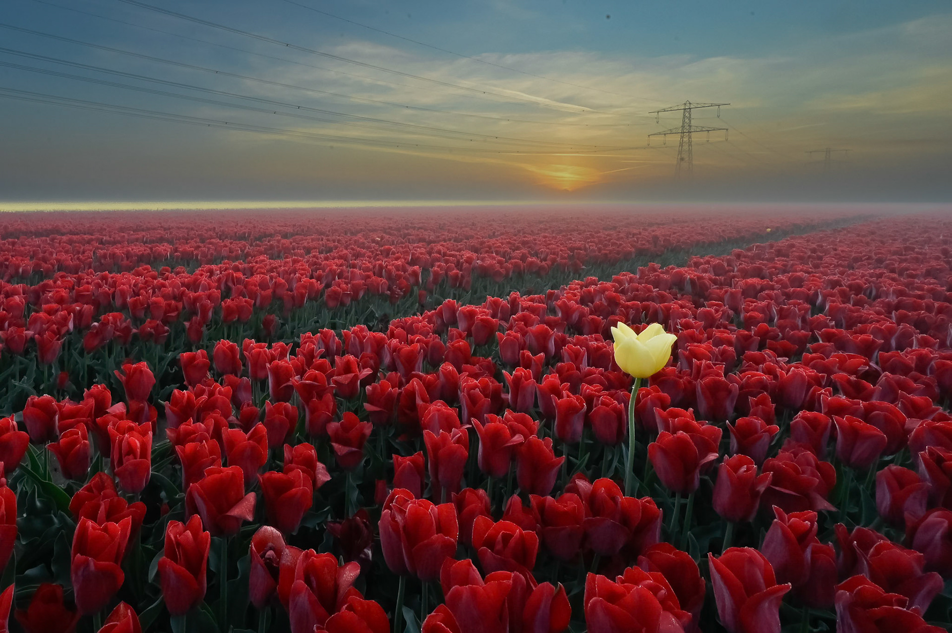 Tulips