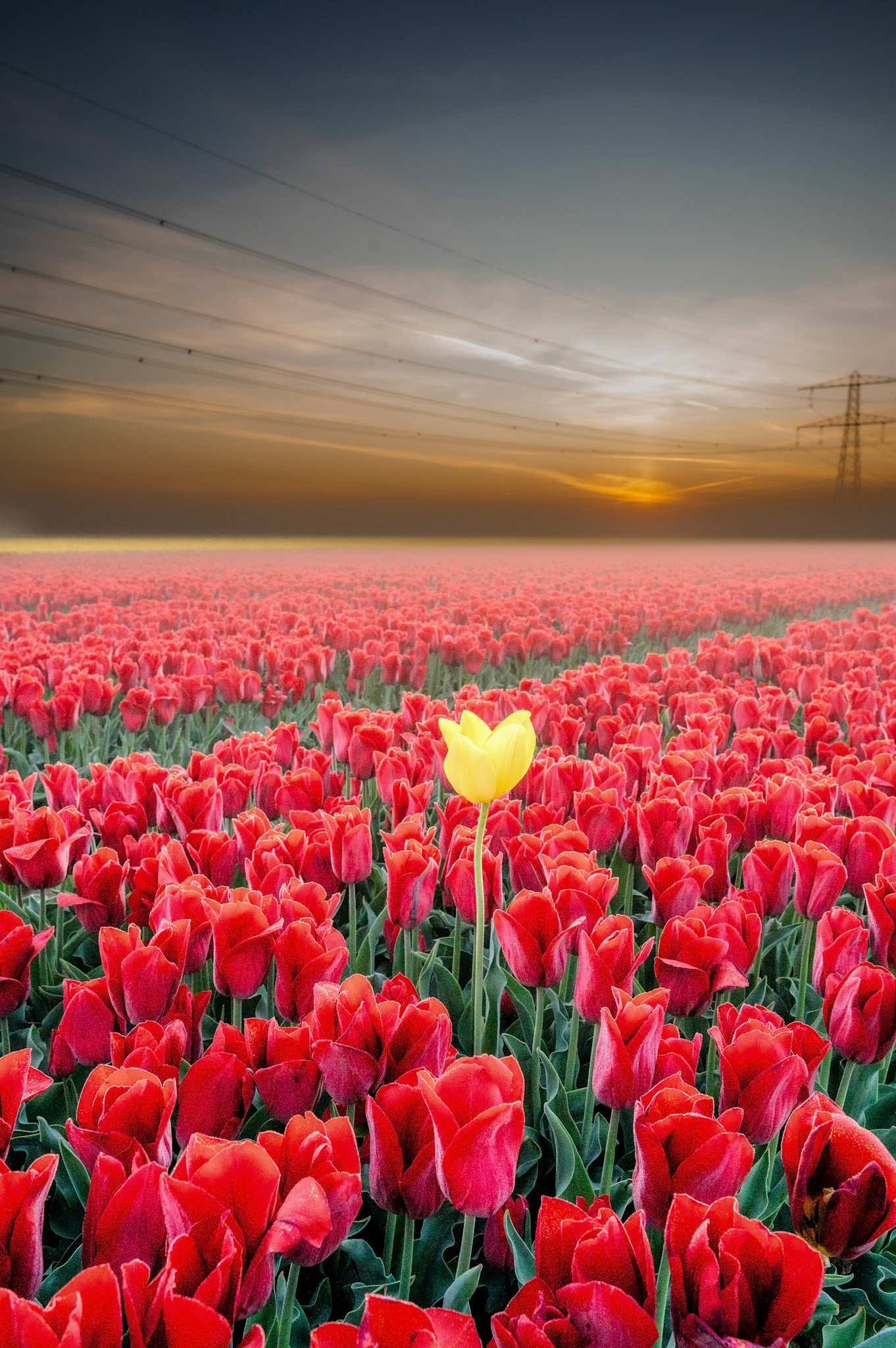 Tulips