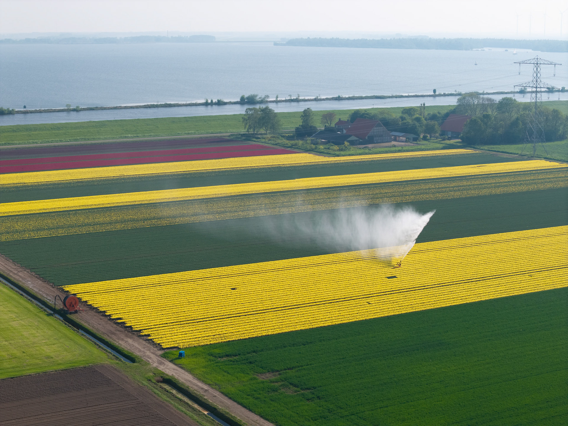Tulips