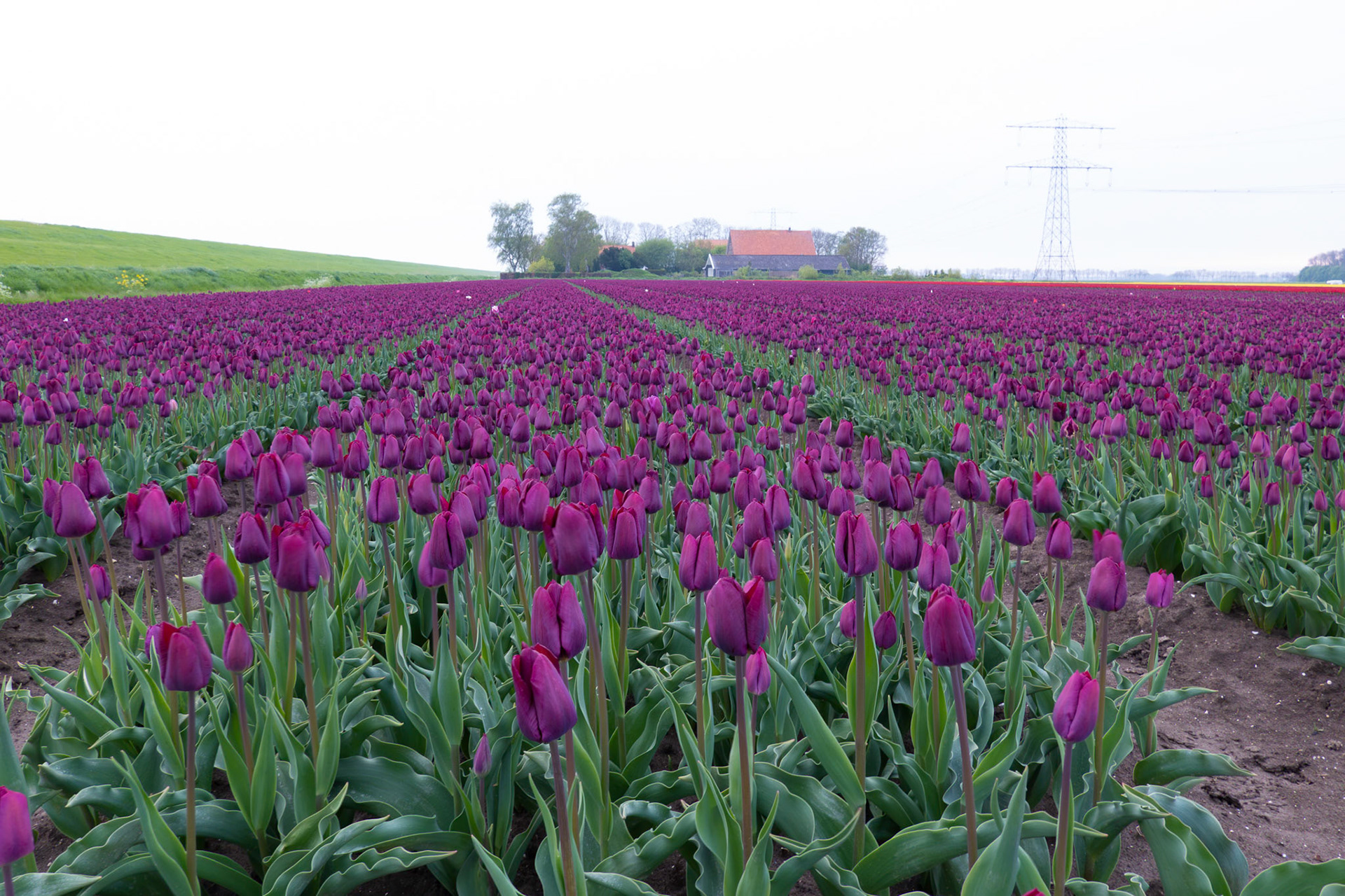 Tulips
