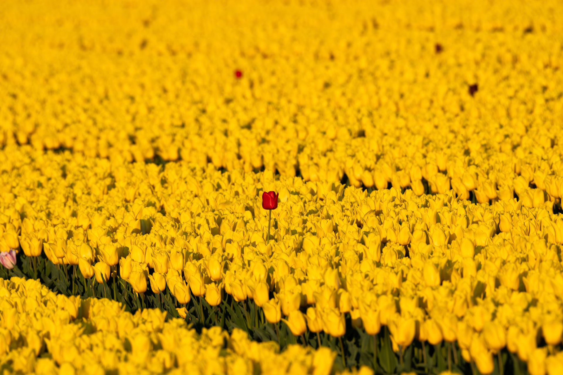 Tulips