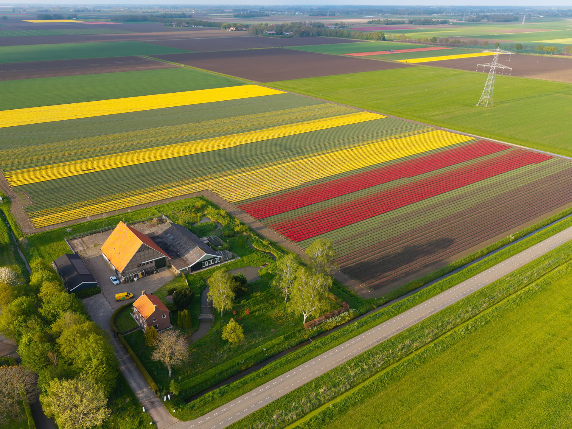 Tulips