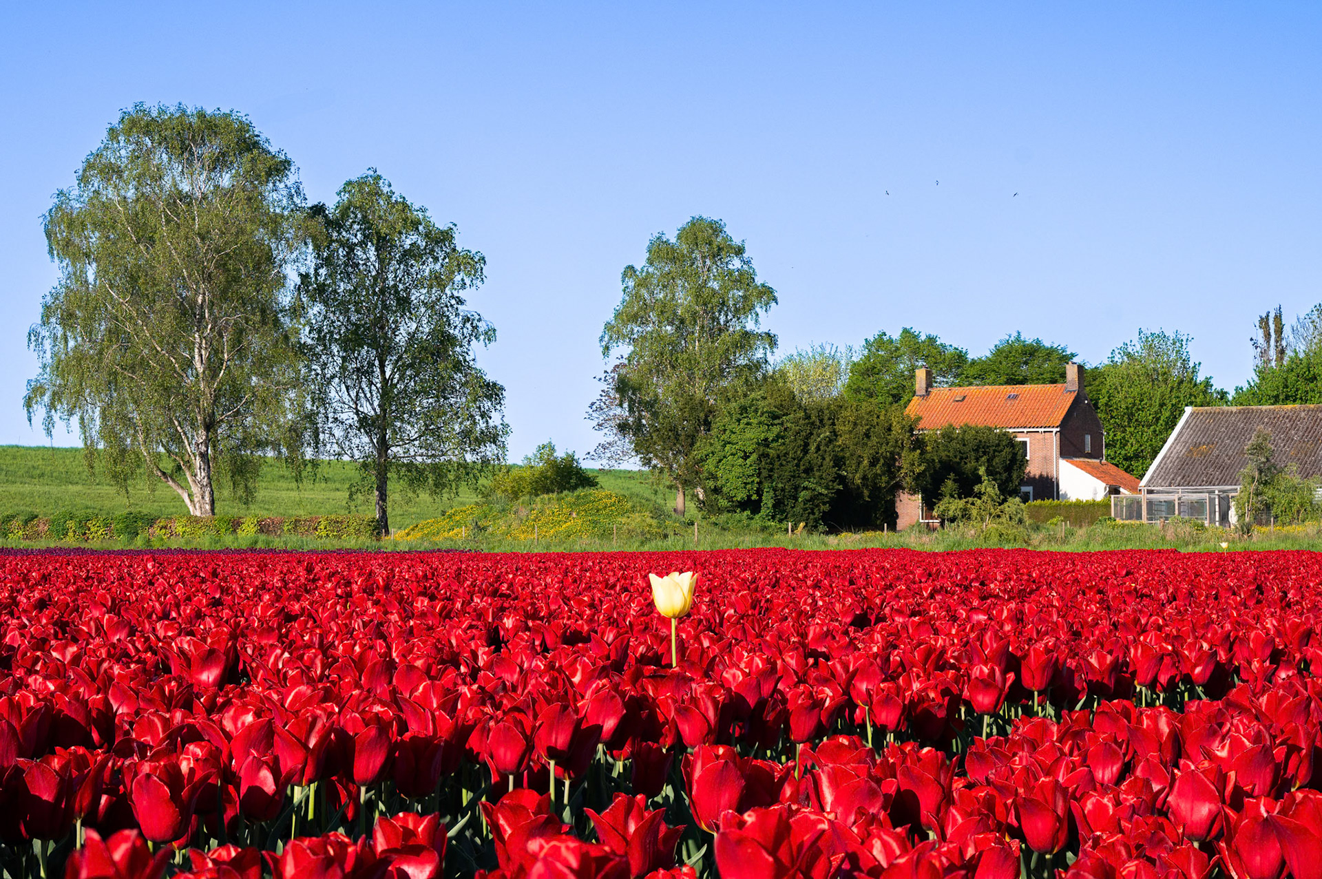 Tulips