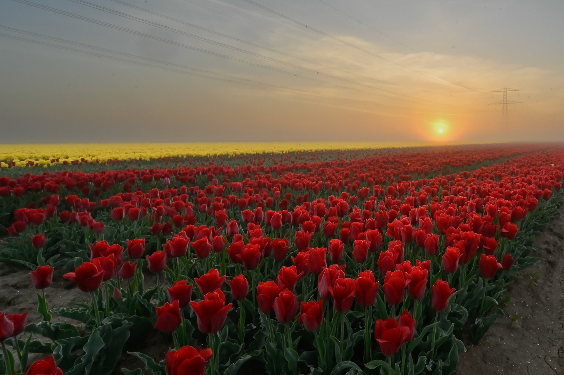 Tulips