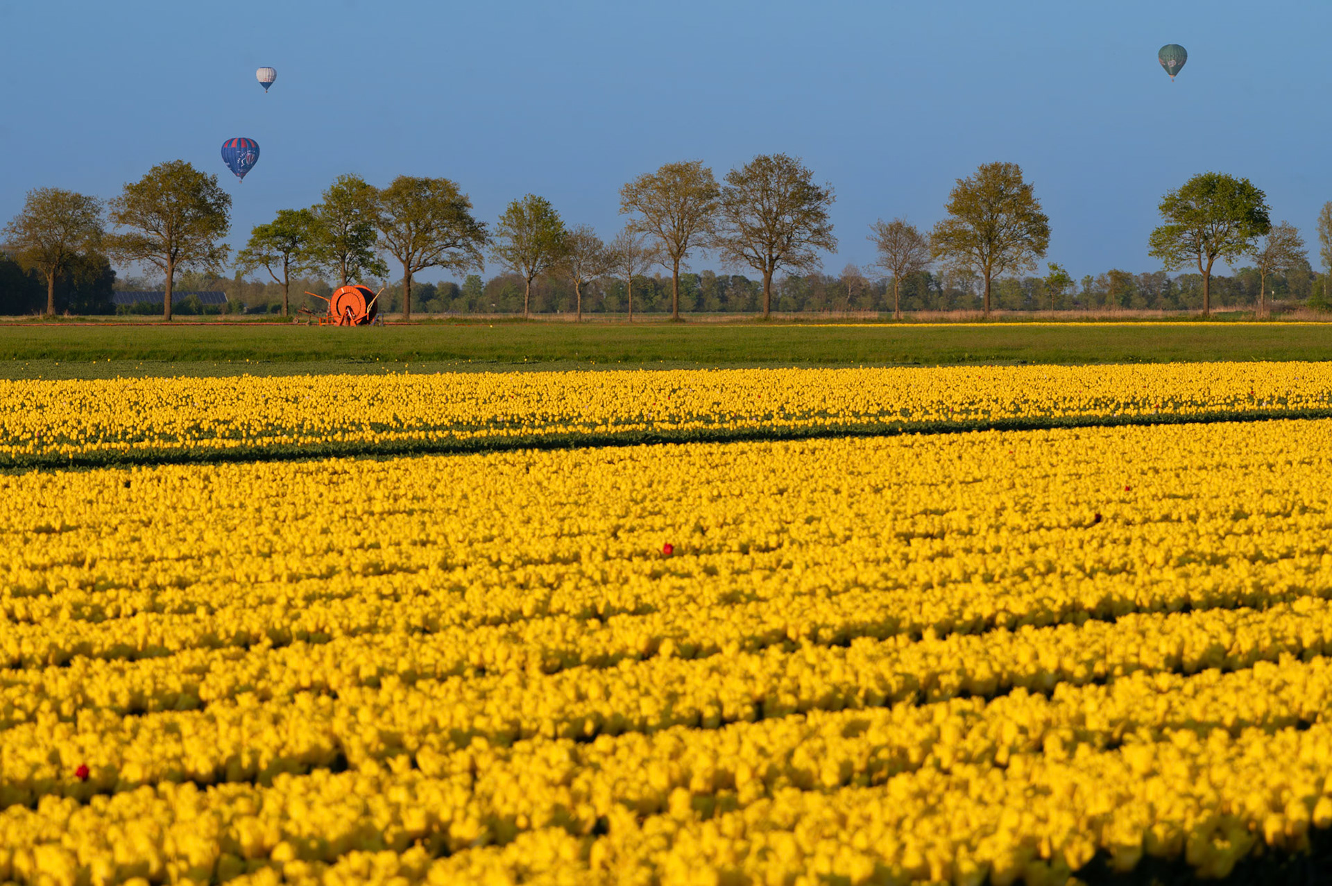 Tulips