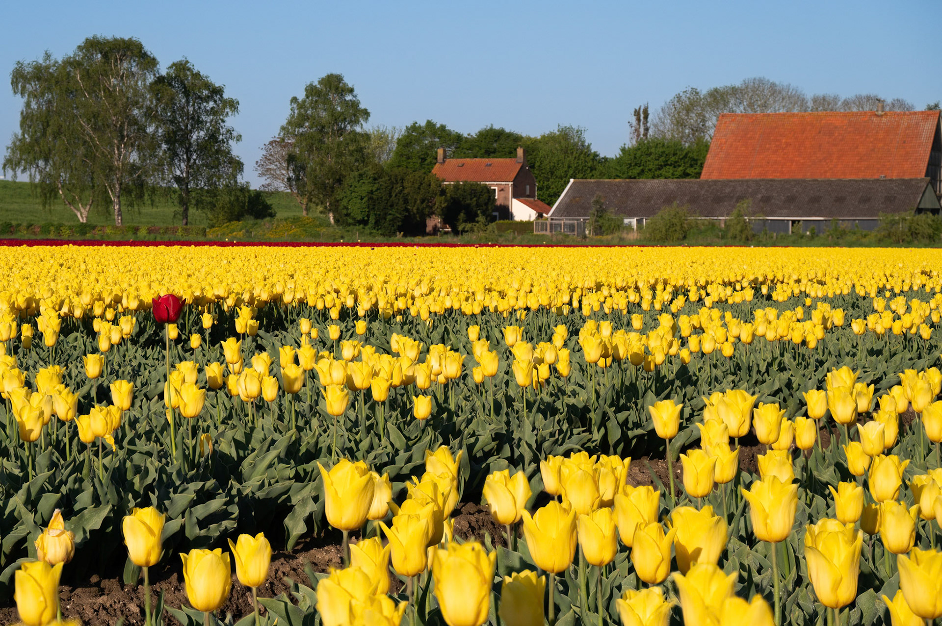 Tulips