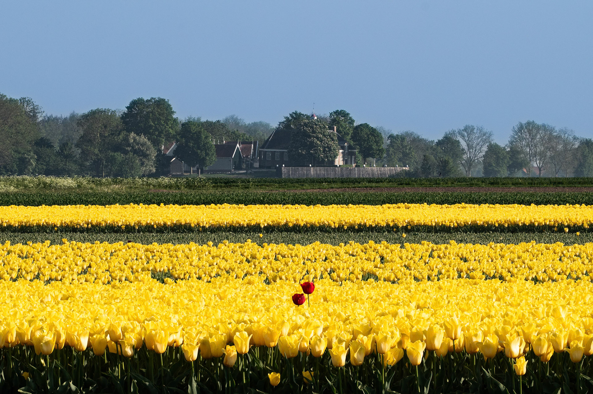 Tulips