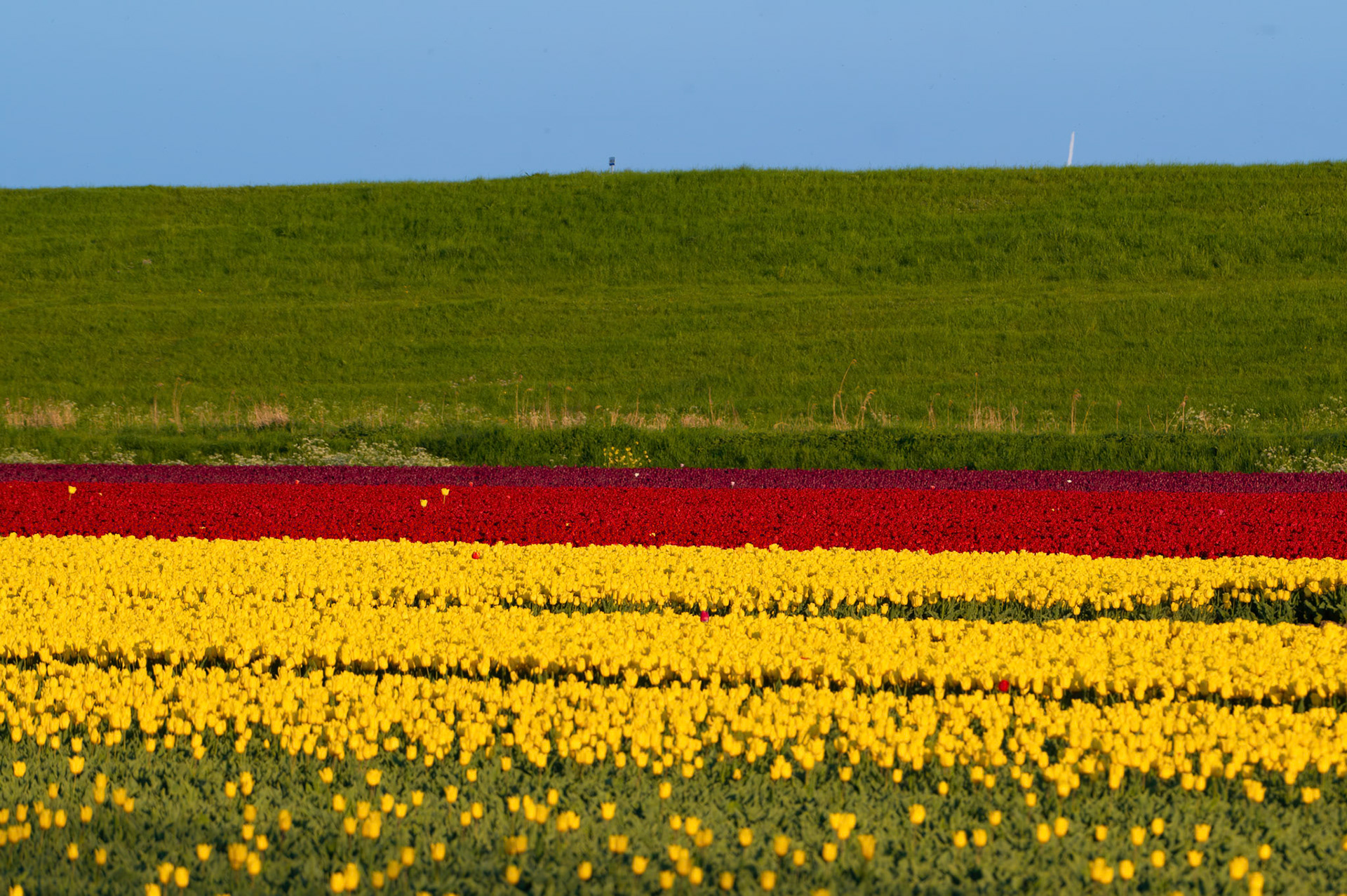 Tulips