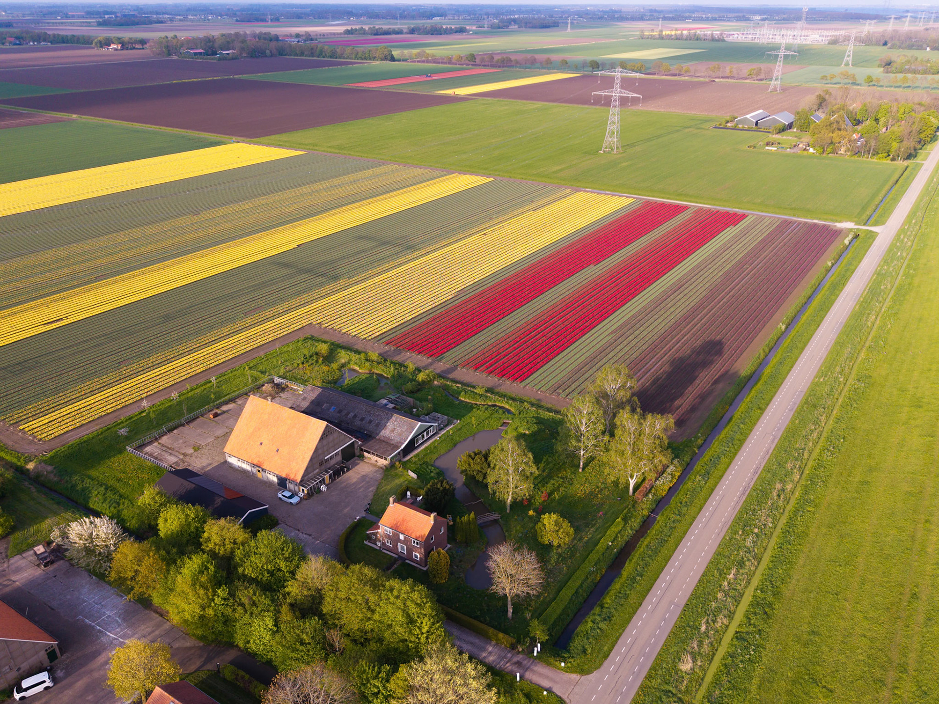 Tulips