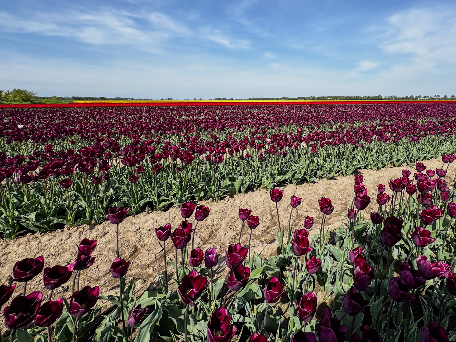 Tulips