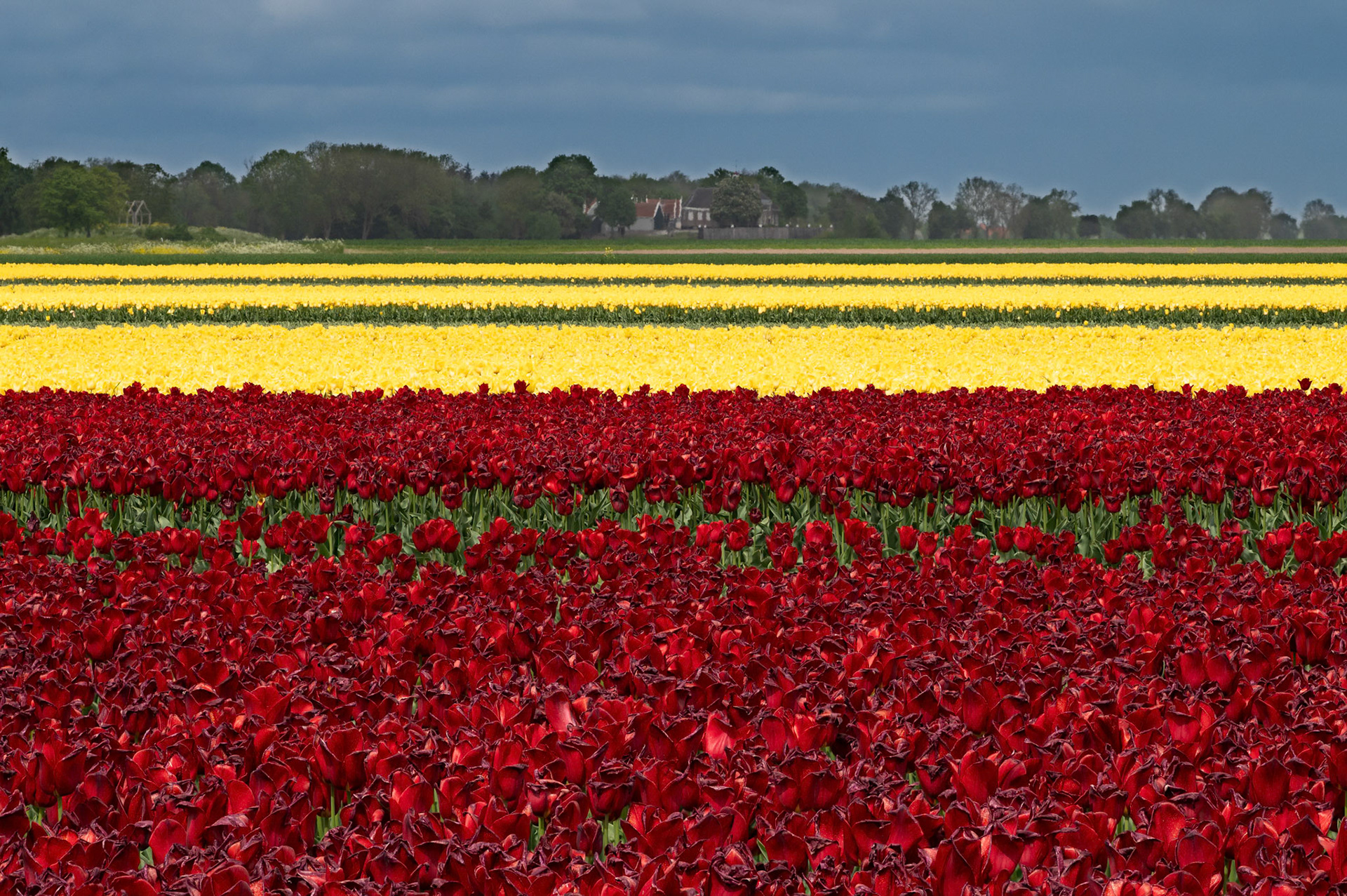 Tulips