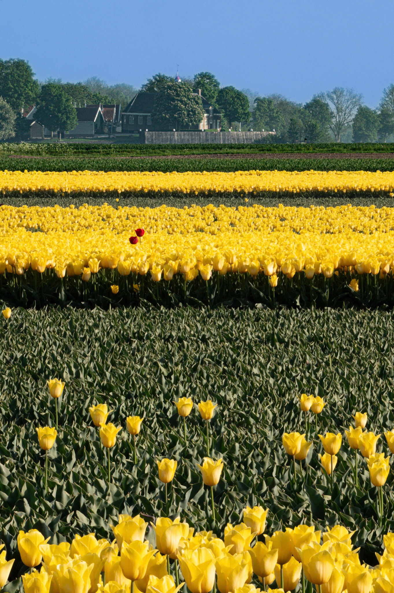 Tulips