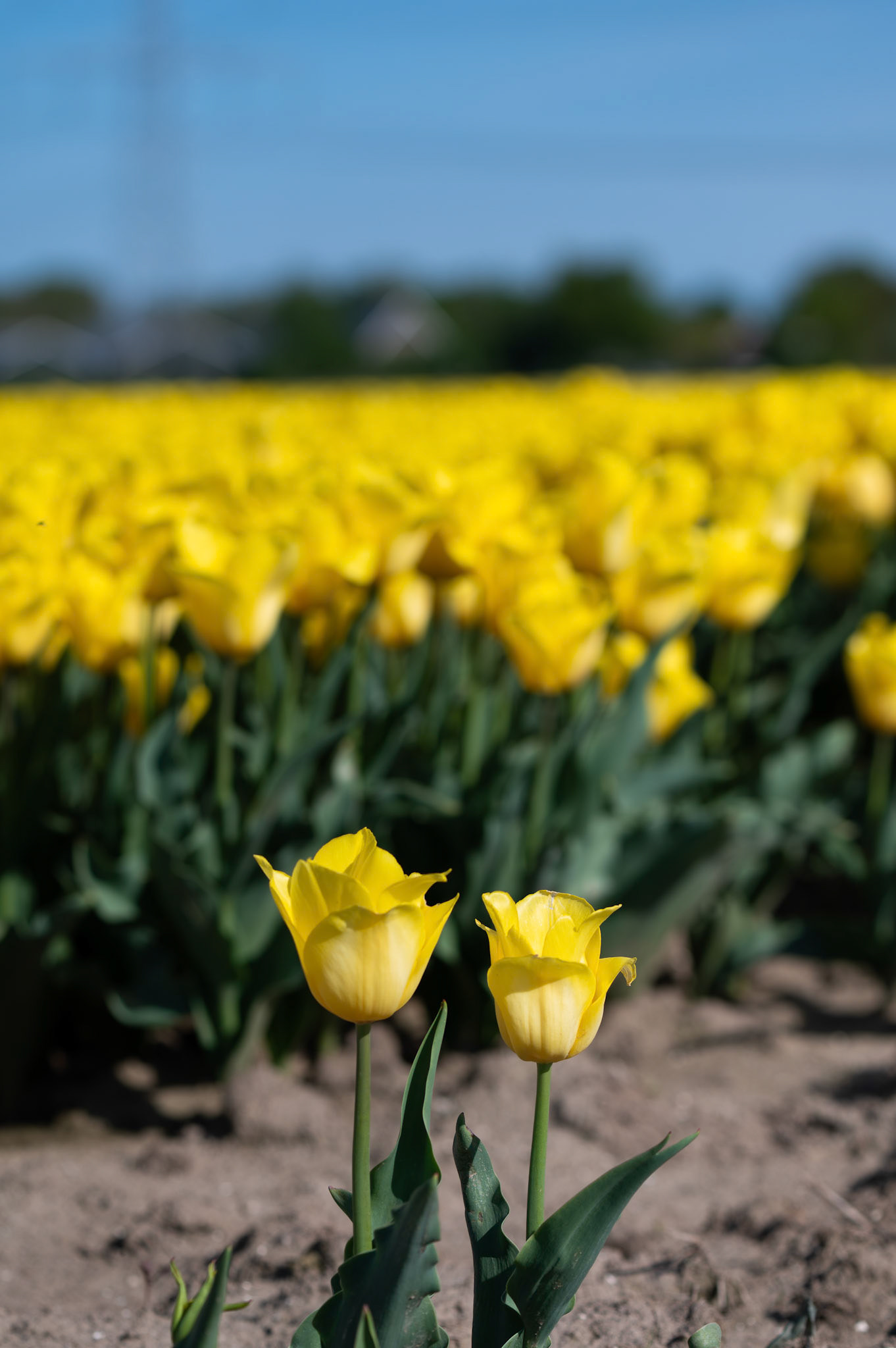 Tulips