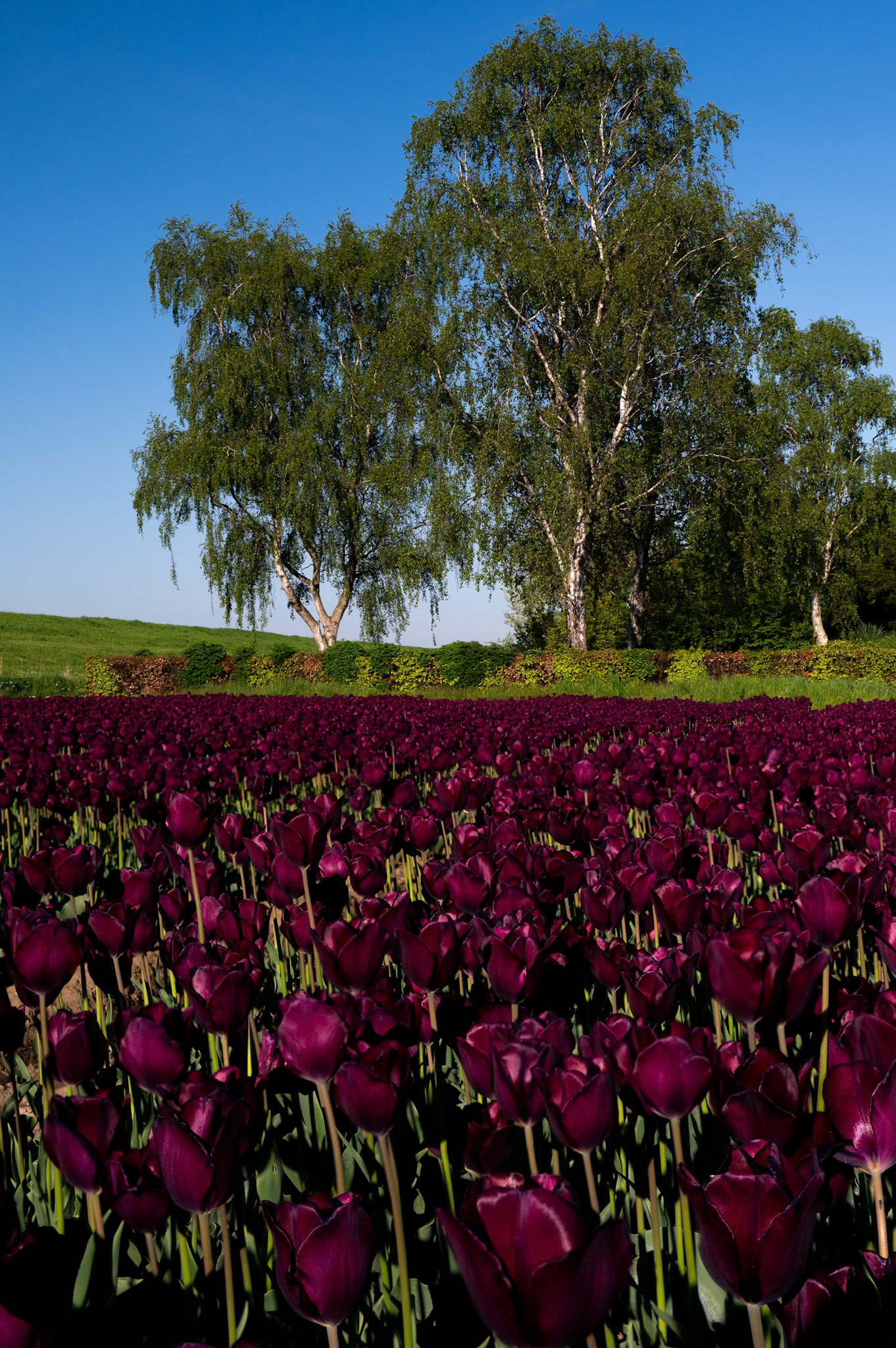 Tulips
