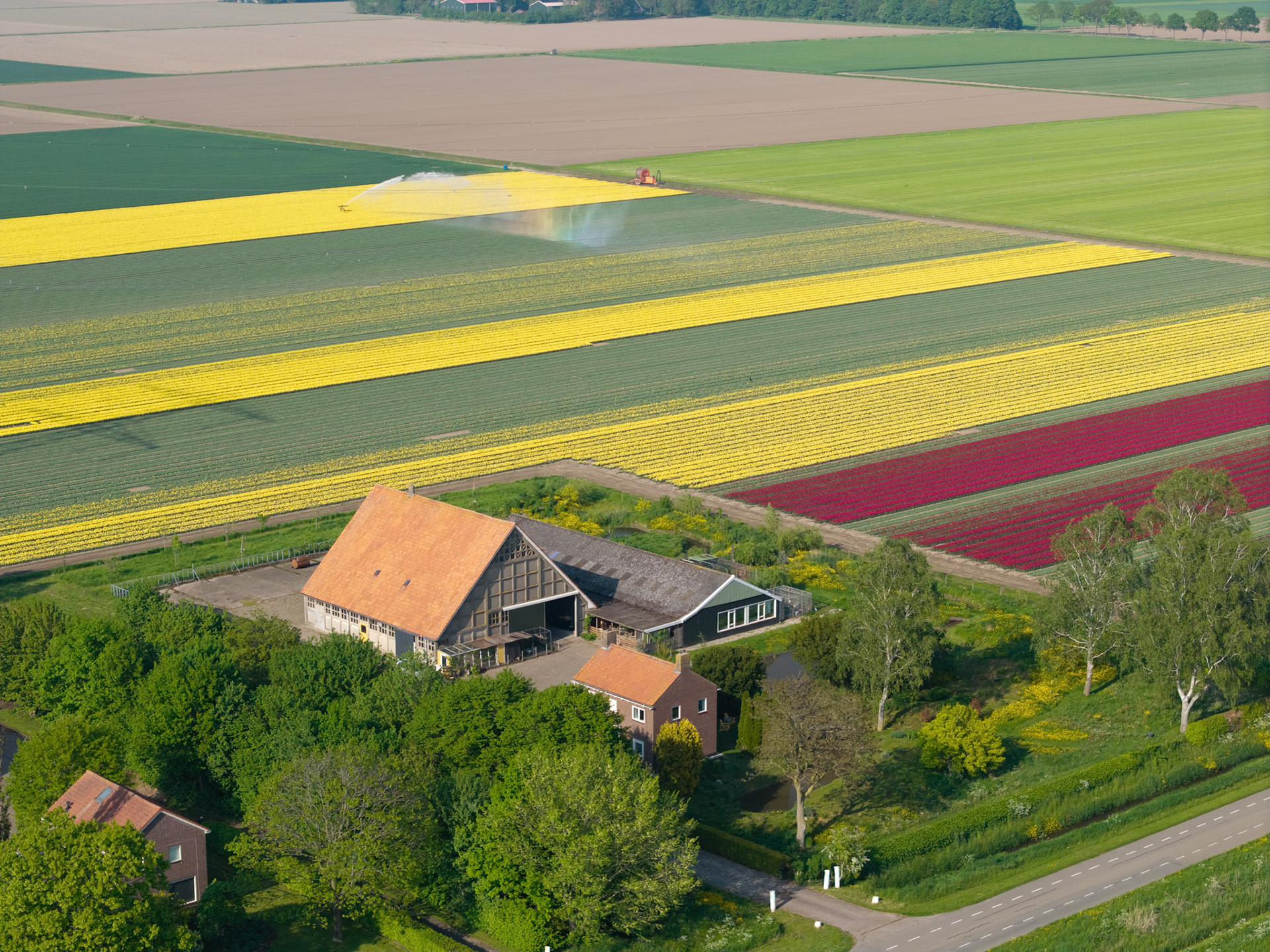 Tulips