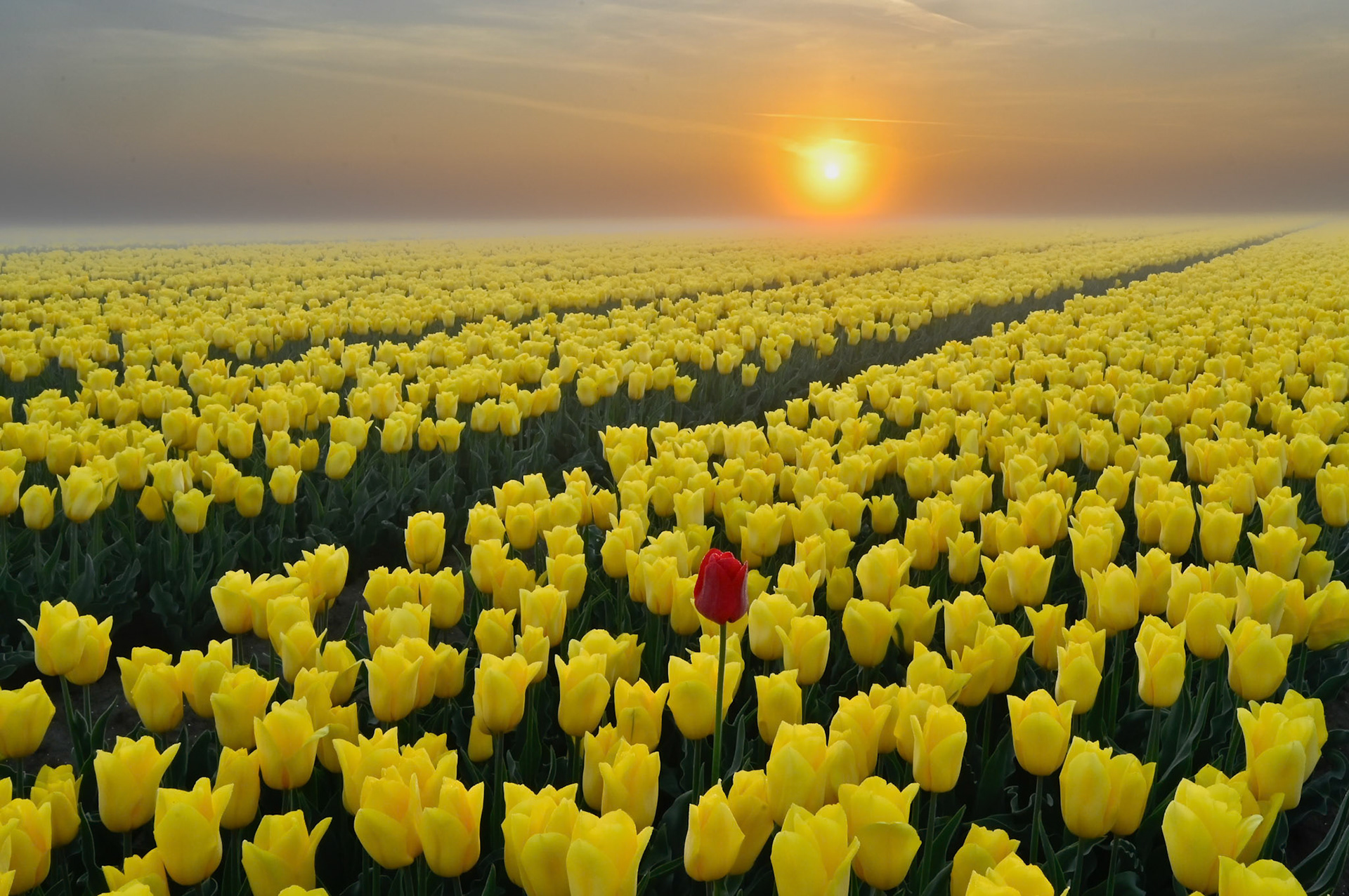 Tulips
