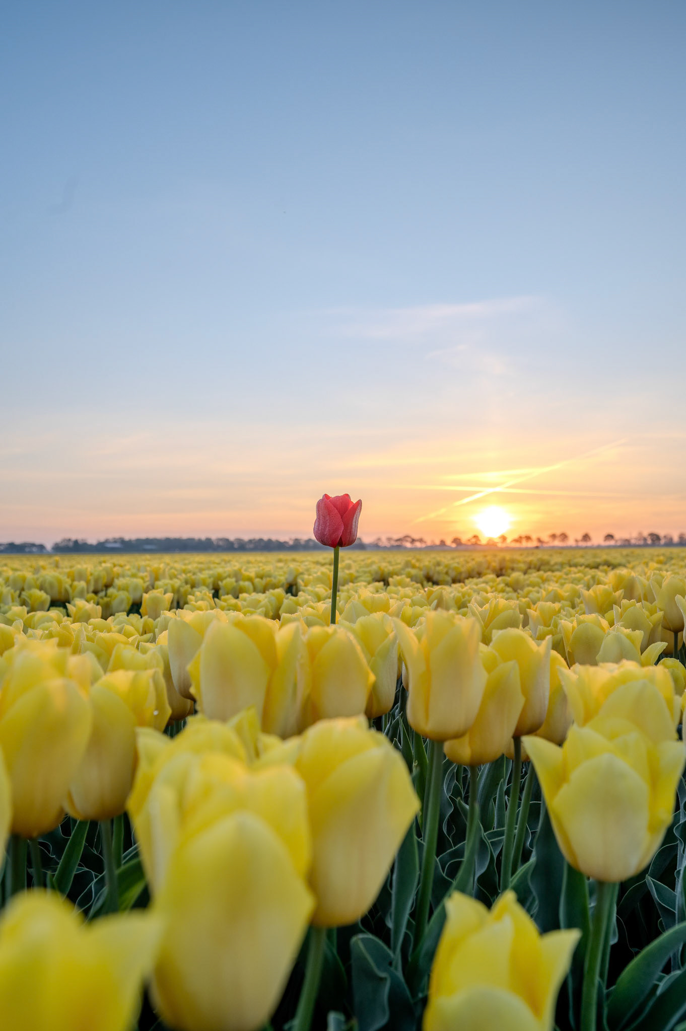 Tulips