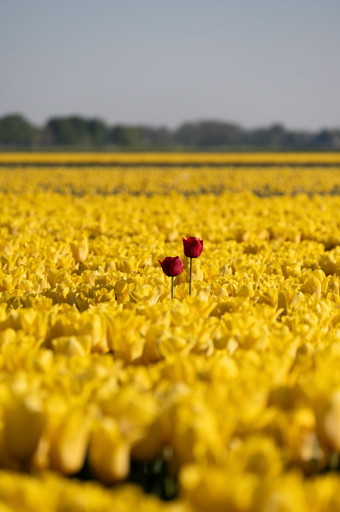 Tulips