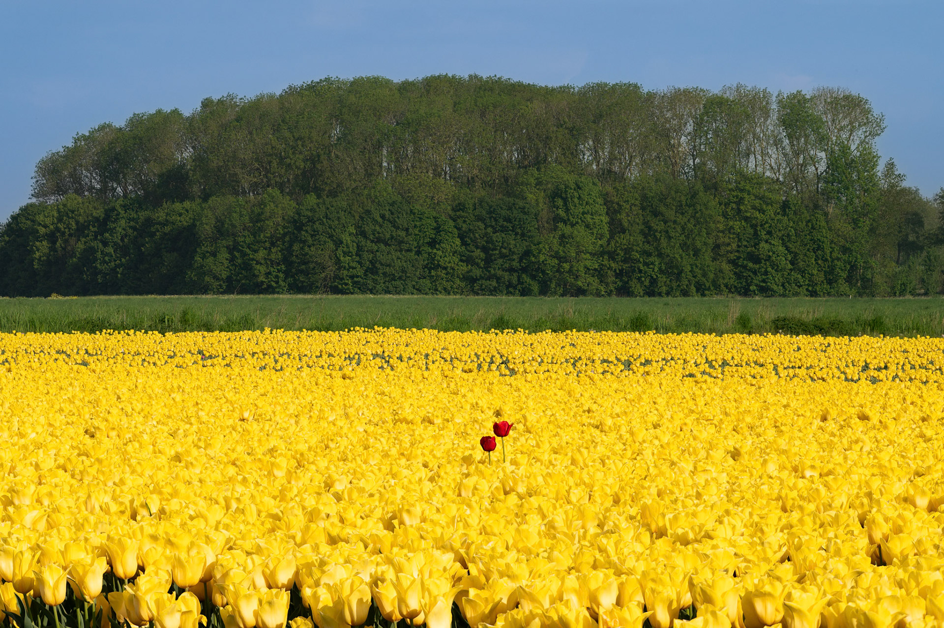 Tulips