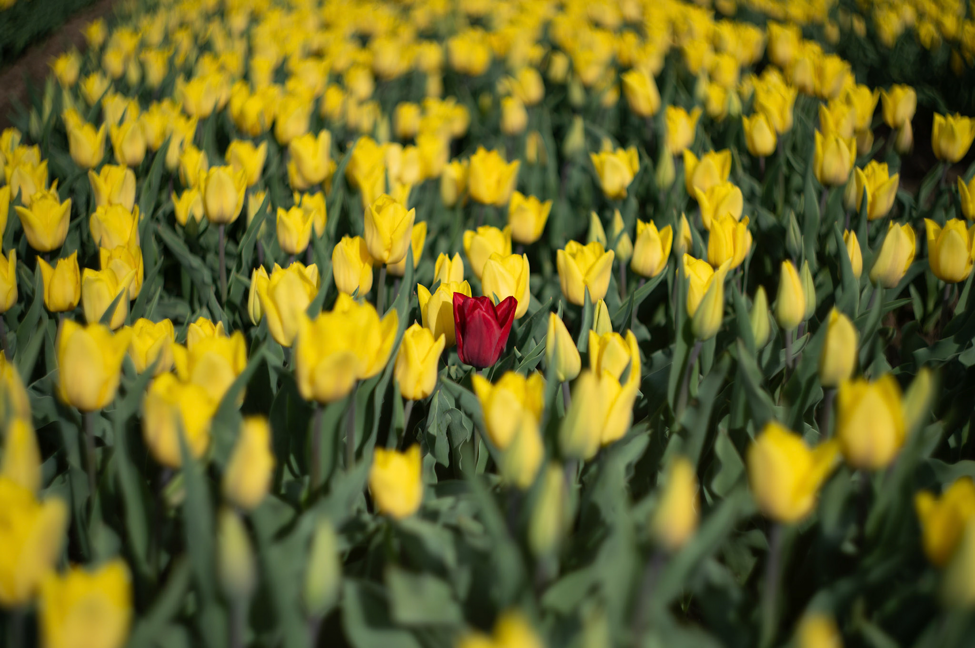 Tulips