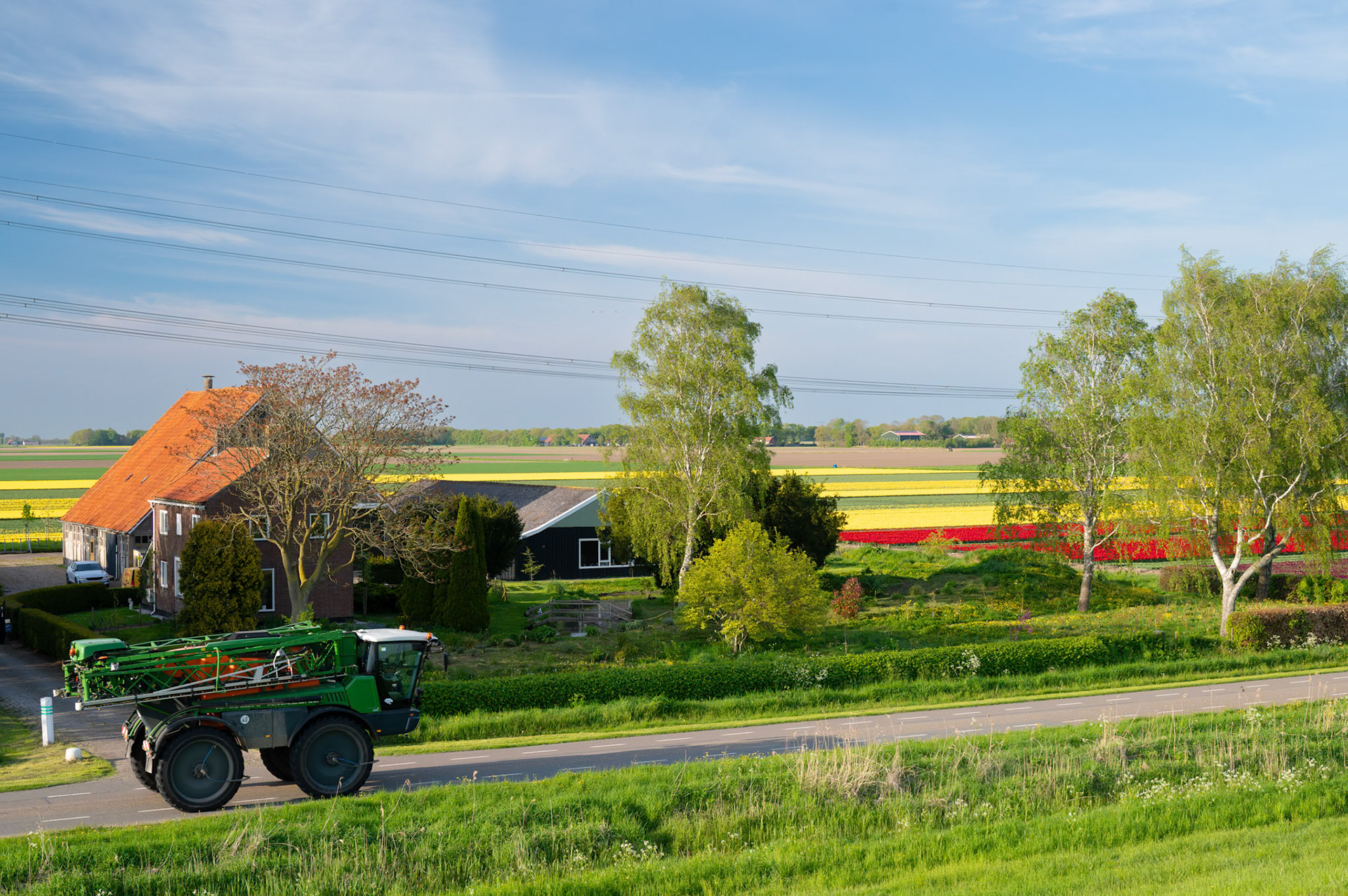Tulips