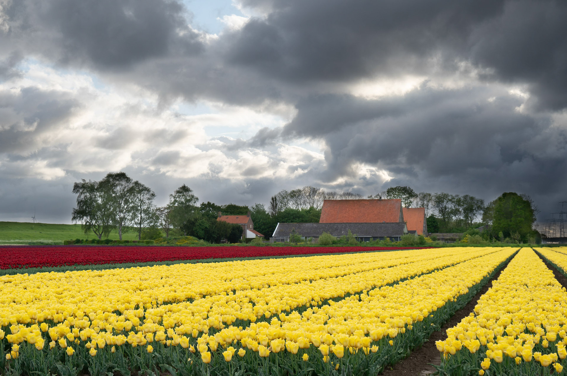 Tulips