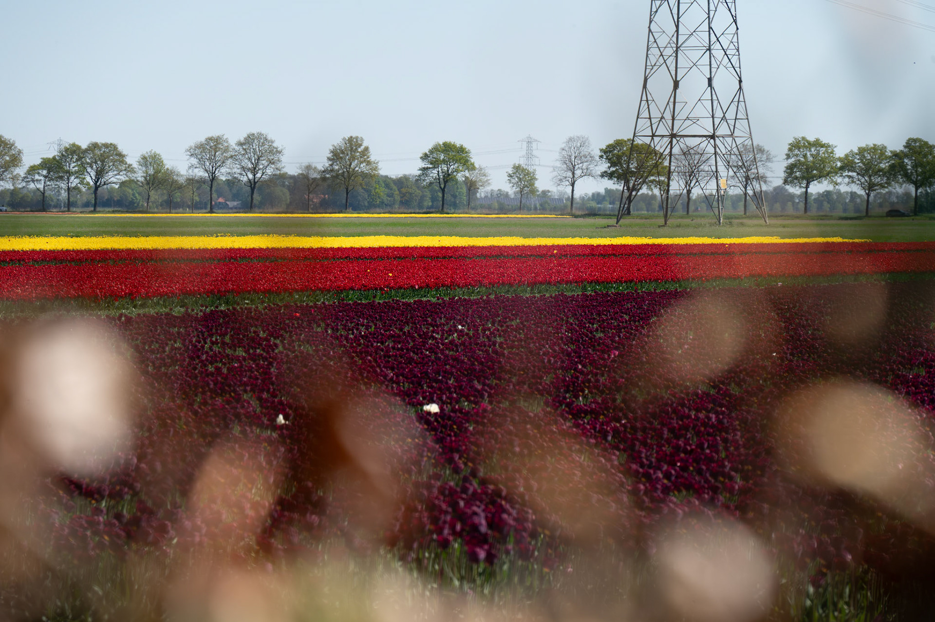 Tulips