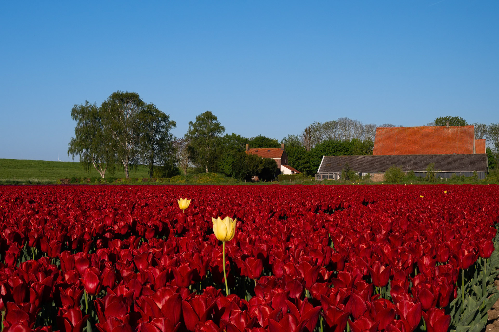 Tulips
