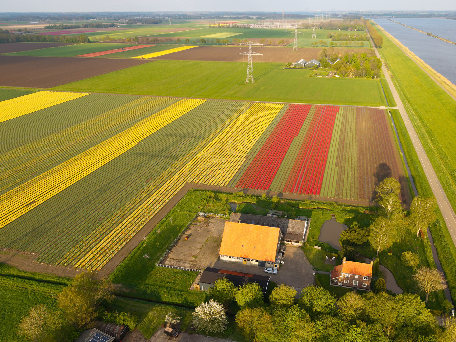 Tulips