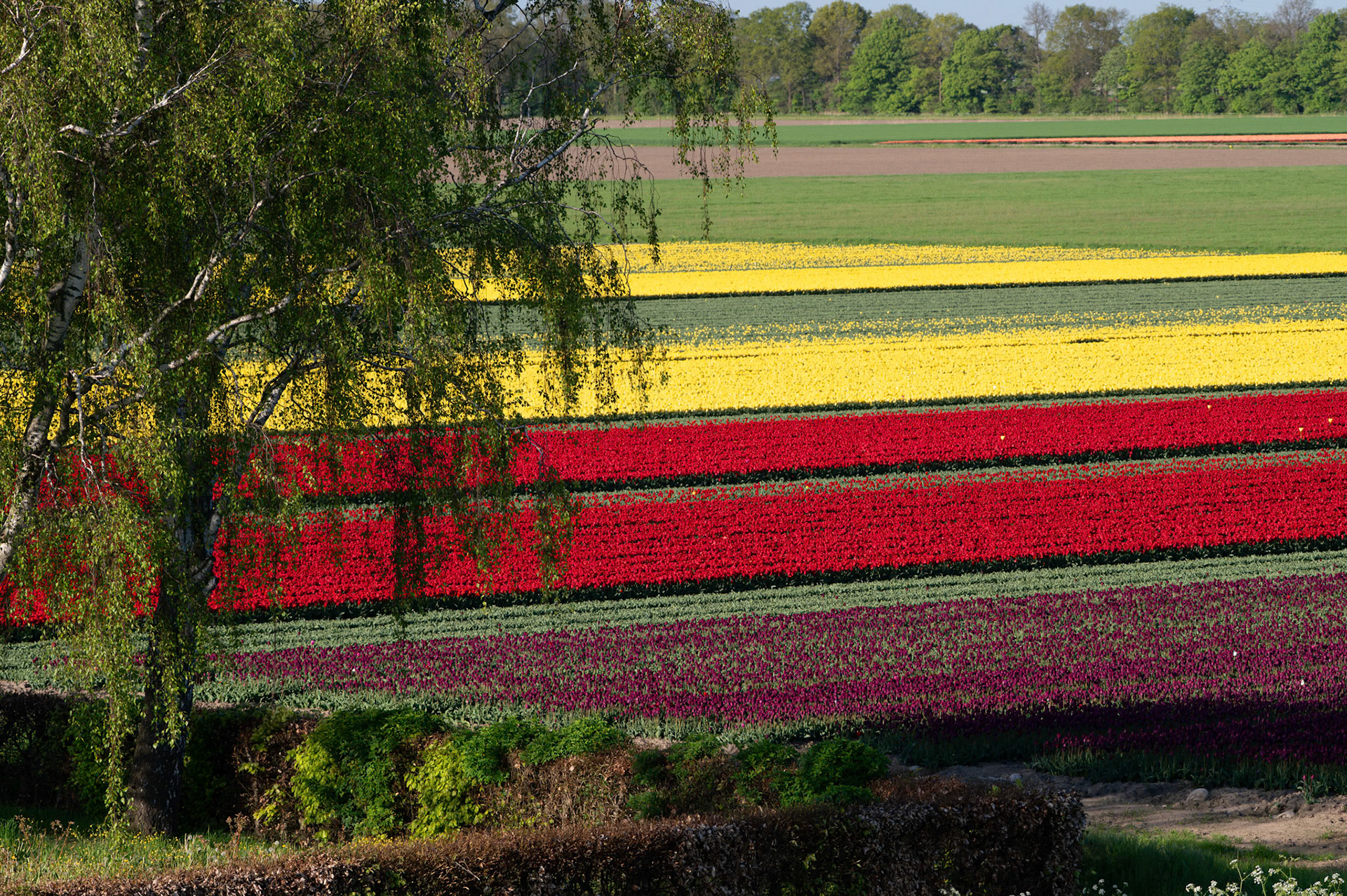 Tulips