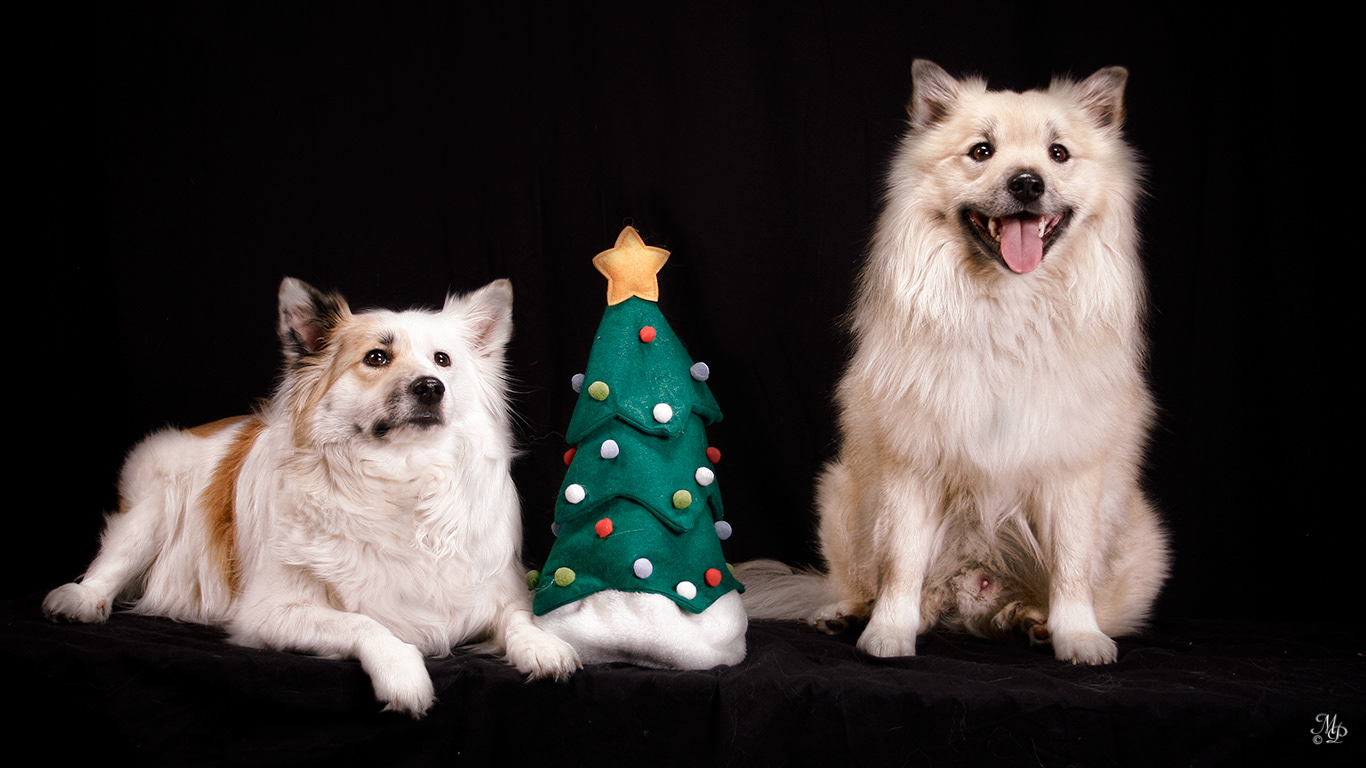 Snotra and Spurðann