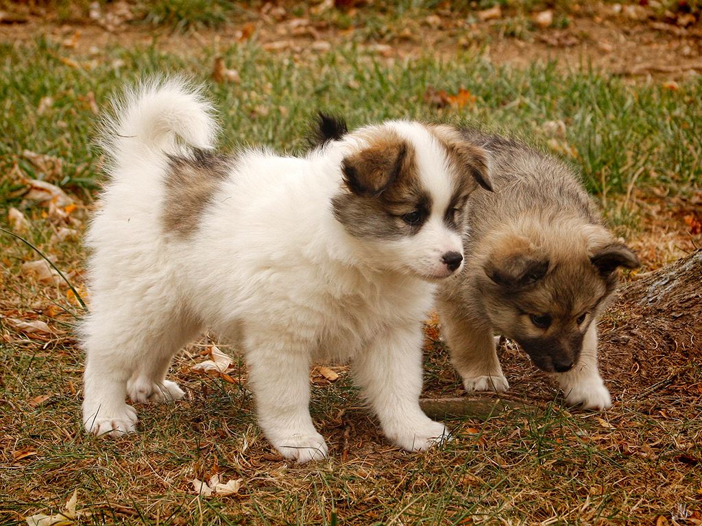 Reykur and Nella