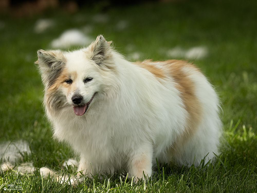 Snotra 17.5 years old