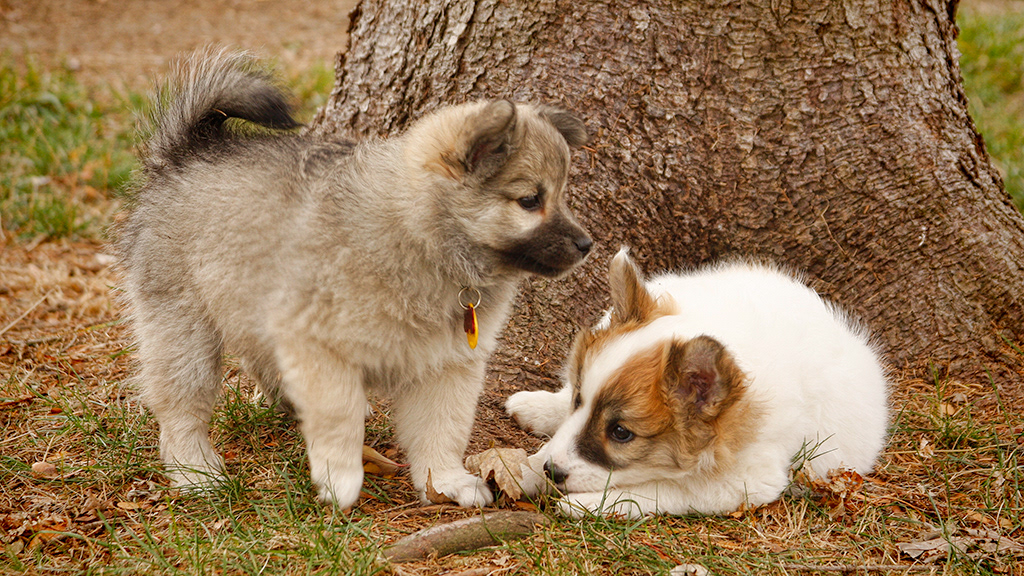 Nella and Sæla