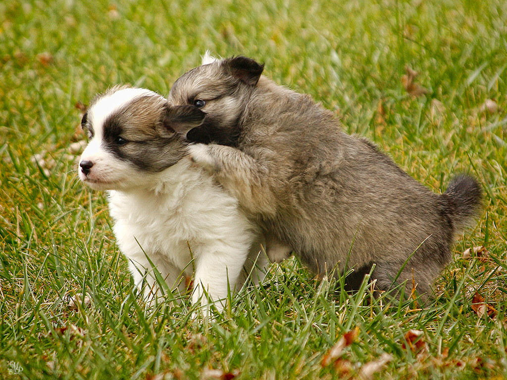 Reykur and Nella