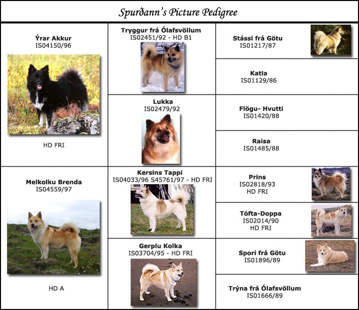 are icelandic sheepdogs akc eligible