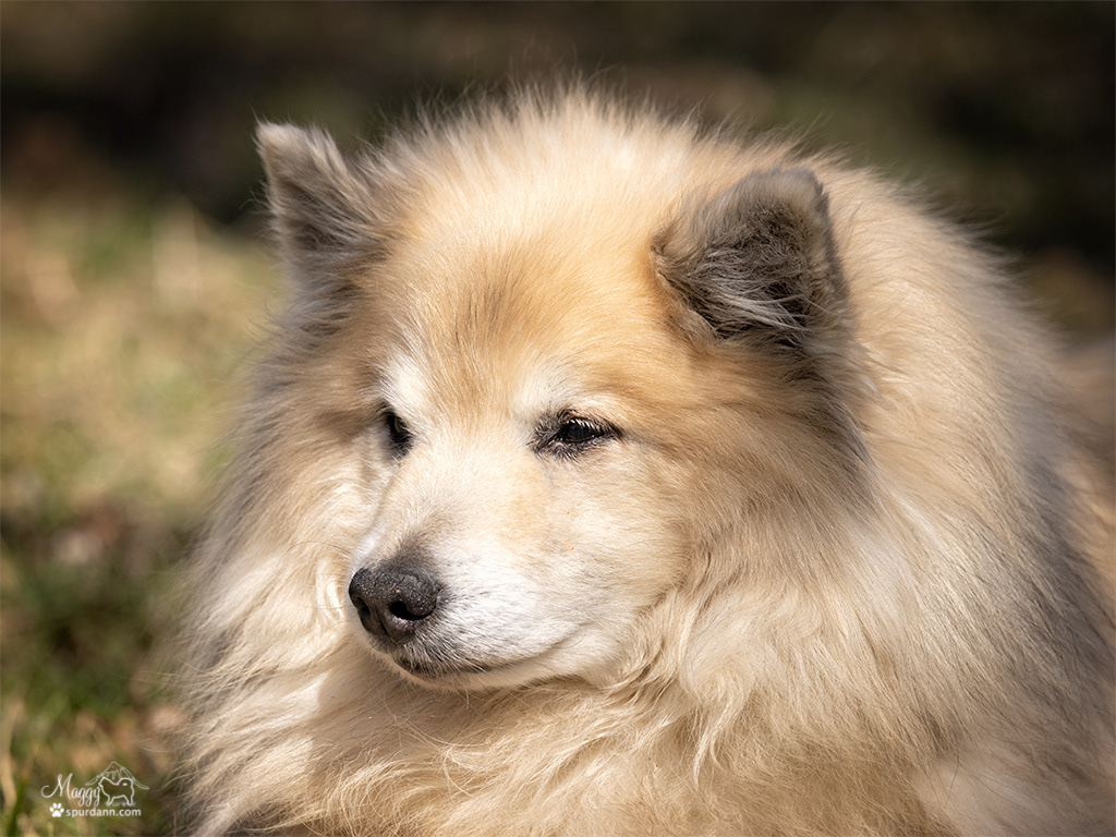 Spurðann 16.5 years old