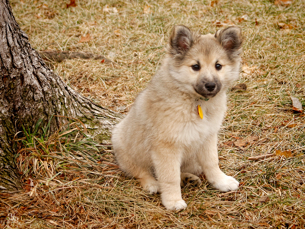 Nella