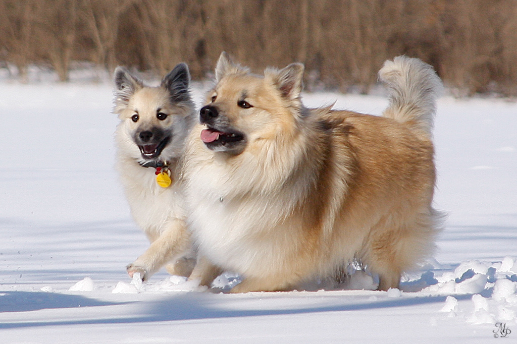Nella and Spurðann