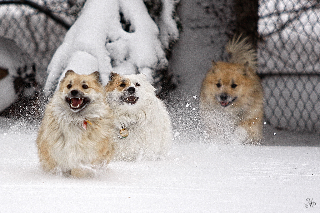 Nella, Snotra and Spurðann
