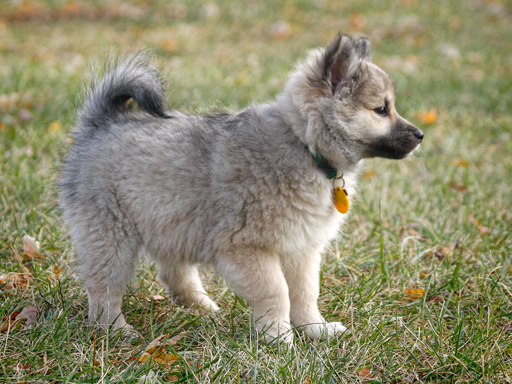 Nella