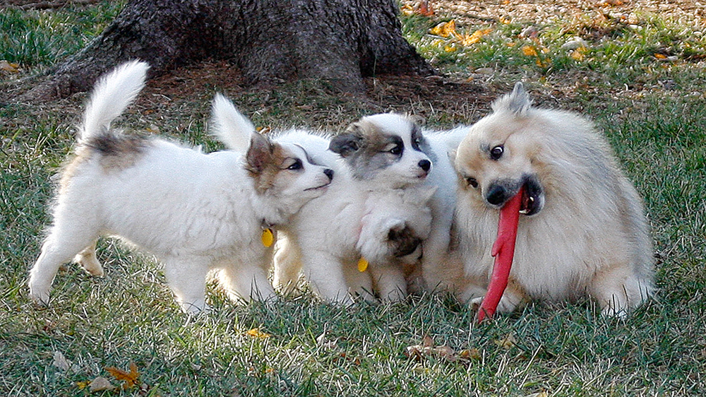 puppies playing with daddy