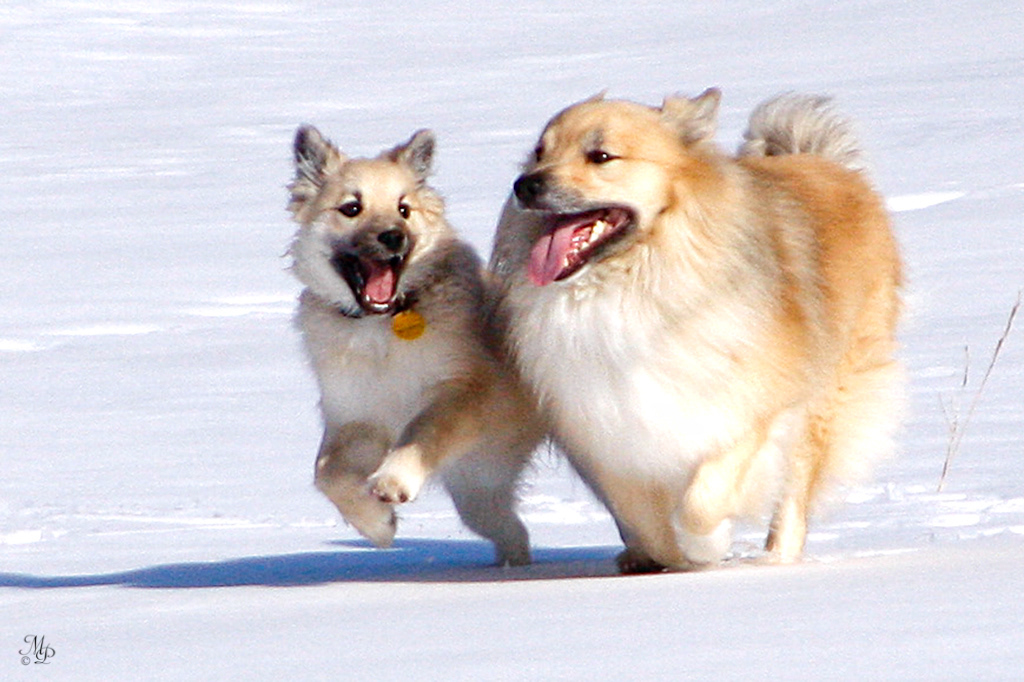 Nella and Spurðann