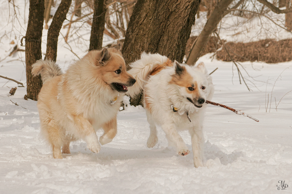 Spurðann and Snotra