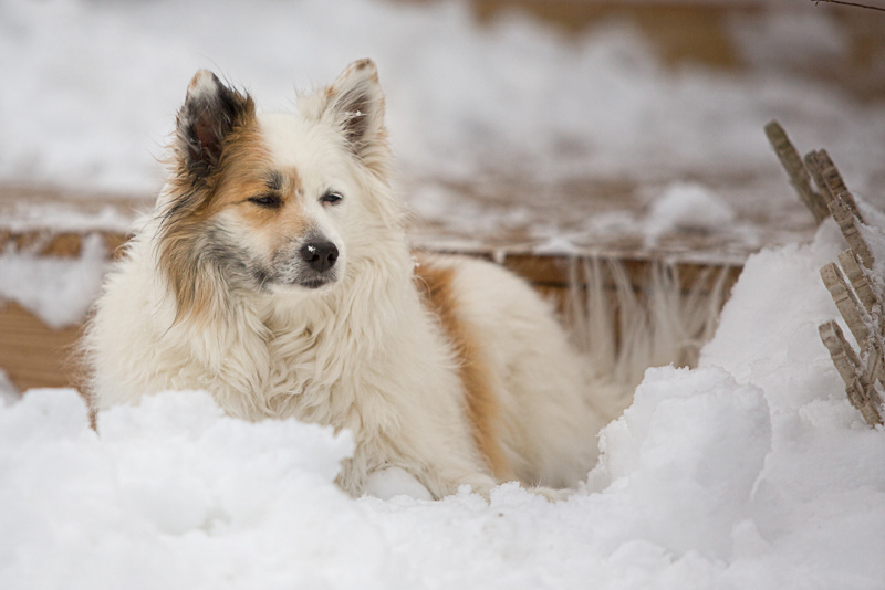 what icelandic sheepdog is right for me