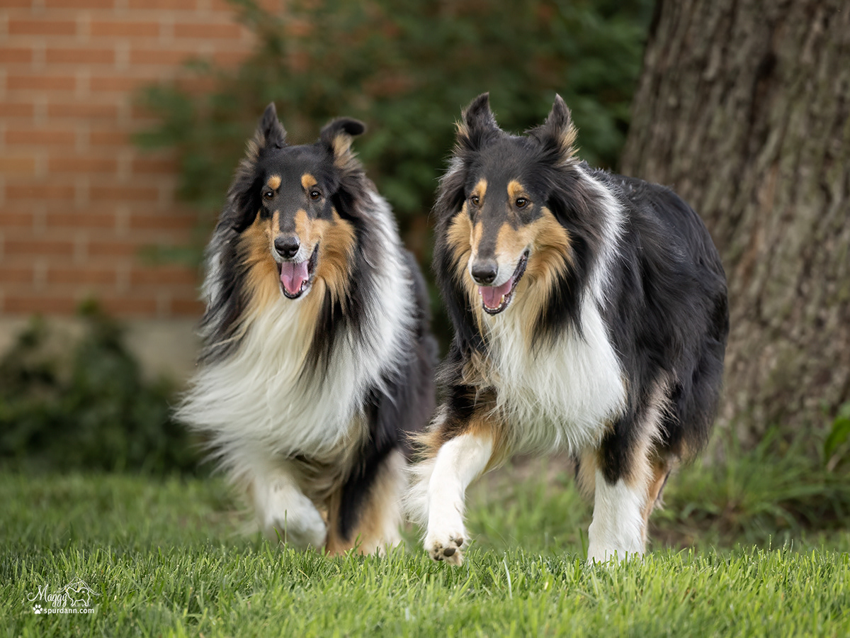 Lubbi with his brother, Tucker