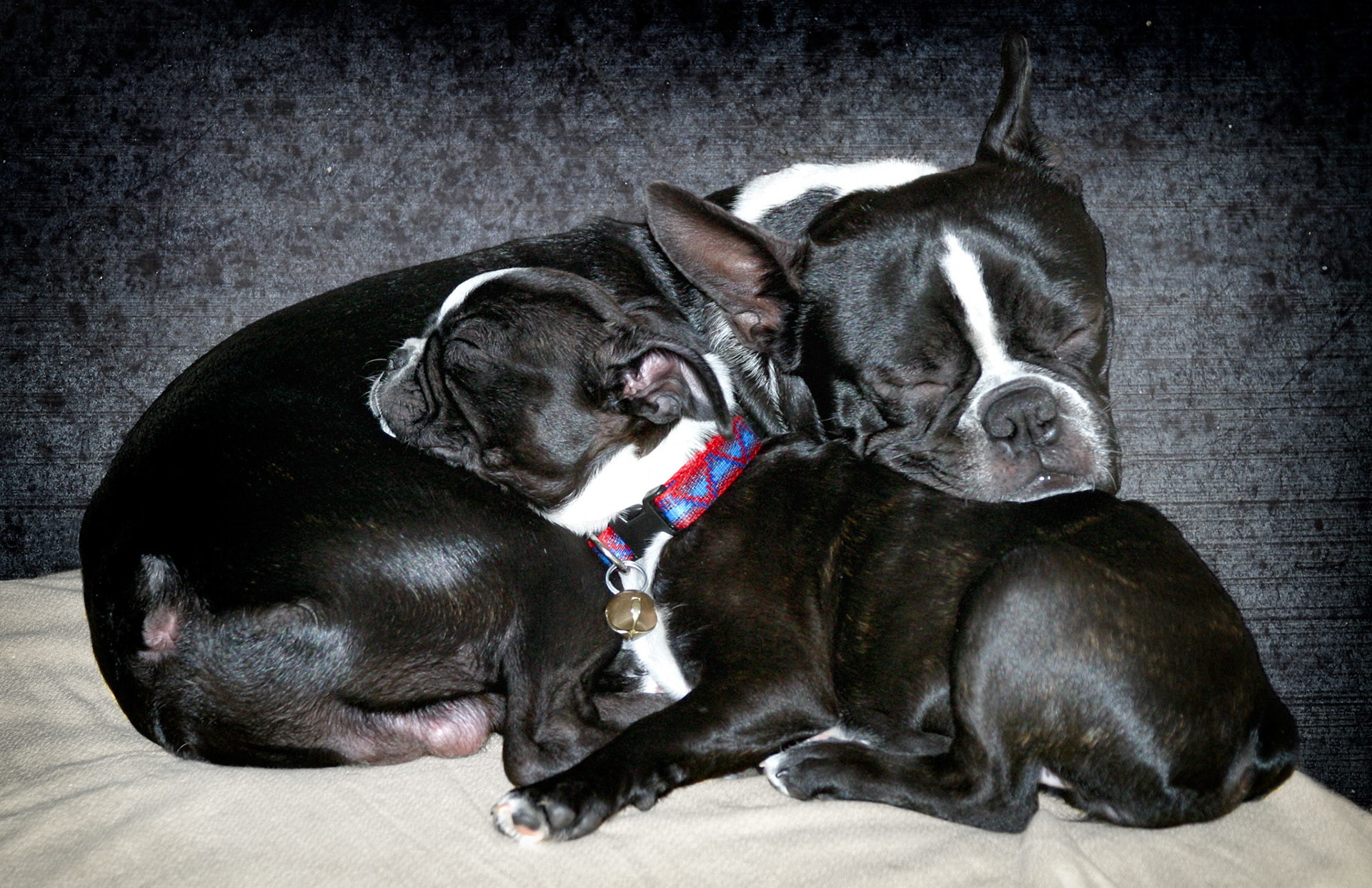 Rocky and Adrienne