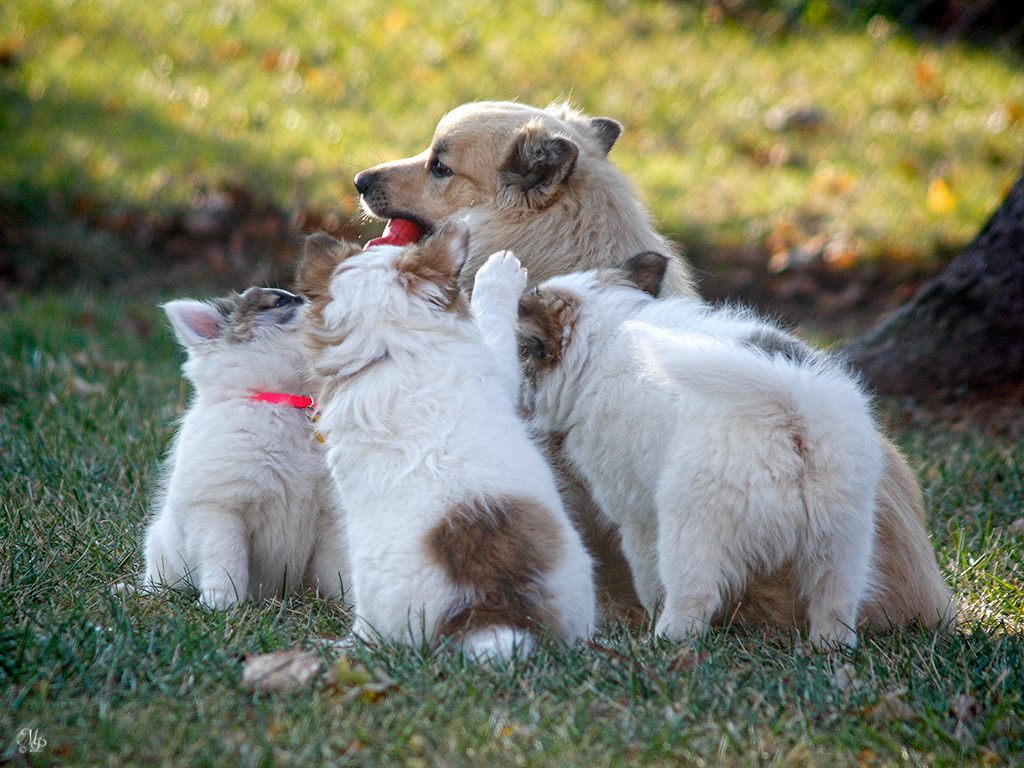 Spurðann with puppies