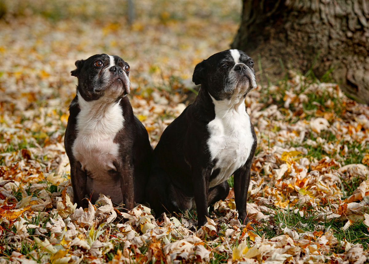 Rocky and Adrienne